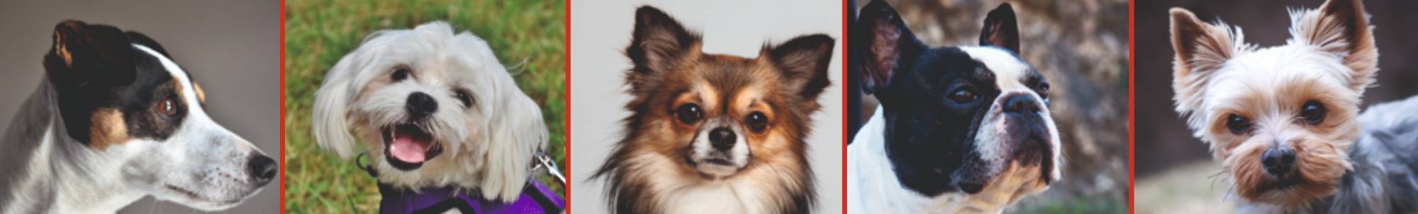 streifen-hund.jpg