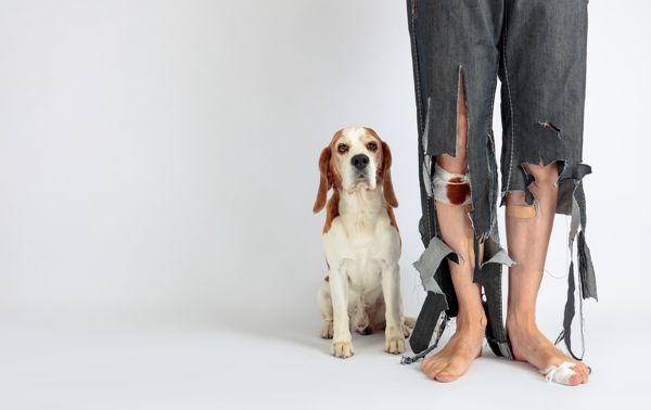 TierhalterHaftpflicht